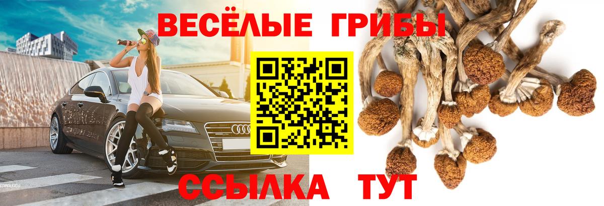 Гатчина  Галлюциногенные грибы Psilocybe  Вход с VPN 